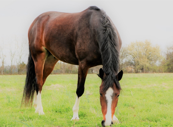 The Meadows of Murfreesboro Horse Farm - Murfreesboro, TN