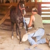 Whaley's Equine Services gallery