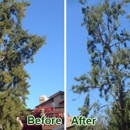 All Access Tree Care - Tree Service