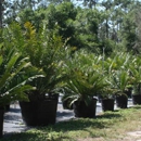 D'asign Source Botanicals - Nurseries-Plants & Trees
