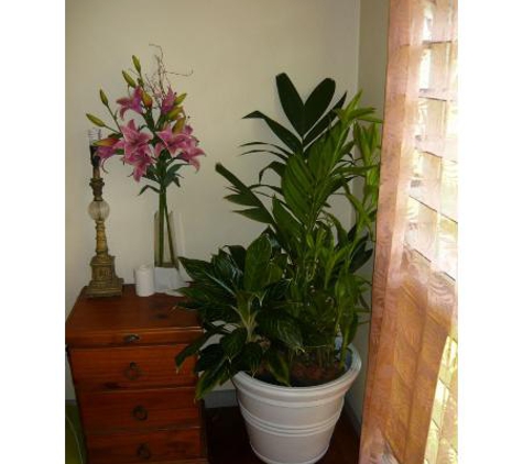Quality Indoor Plants Hire - Girraween, NT
