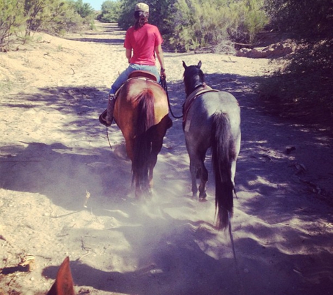 Desert Bloom Horse Training and Sales - San Tan Valley, AZ