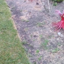 Cheepway Tree Service