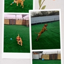 African Sky Kennel - Pet Boarding & Kennels