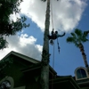 ortega's tree services gallery