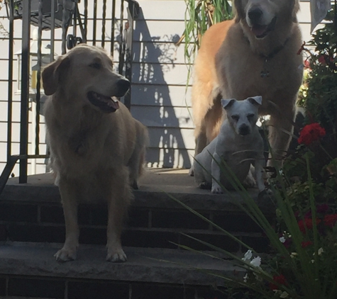 Liberty Animal Clinic - Ozone Park, NY. Gunner, Cody and princess fu-fu