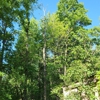 JD's Tree And More gallery