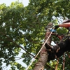 SecureLimb Tree service gallery