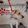 Red Paws Grooming gallery