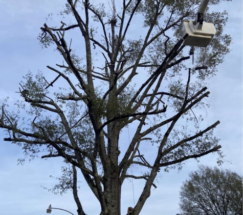 B & H Tree Service - Amory, MS. Did a little tree pruning.