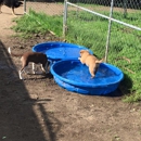 Stand By Me Doggy Daycare - Dog Day Care