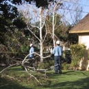 General  Tree Service - Tree Service