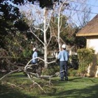 General  Tree Service