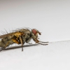 Gaines Pest Control gallery