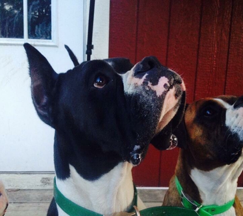 Grayson Boxers, Grooming & Boarding - Magnolia, TX