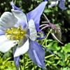 Morning Glory Garden Shop gallery