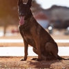 Southwest Oklahoma K9 Training Academy gallery