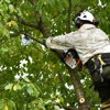 Action Tree Service gallery
