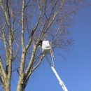 Greene Tree Removal - Tree Service
