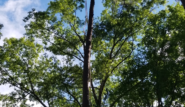 Daniel's Tree Service - Gaston, SC