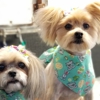 ARIZONA'S PET STYLIST gallery