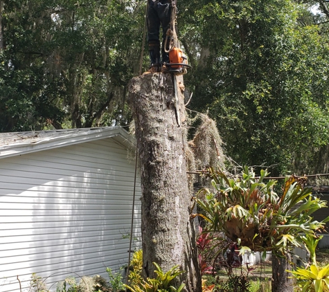 Joe's Tree Service - Plant City, FL