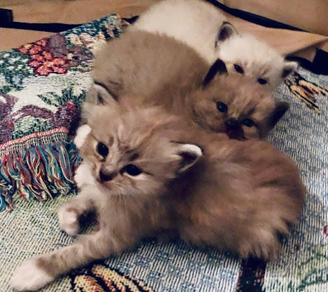 BabyBundles - Ragdoll Cats and Kittens - Laurel, DE