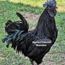 Bearded Lady Farms