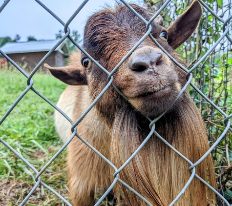 Bed and Breakfast at Asheville Farm - Leicester, NC. friendly, adorable mini goats