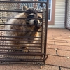 Rapid Wildlife Control gallery