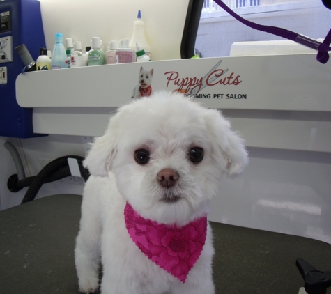 Puppy Cuts Mobile Grooming LLC - Somers Point, NJ