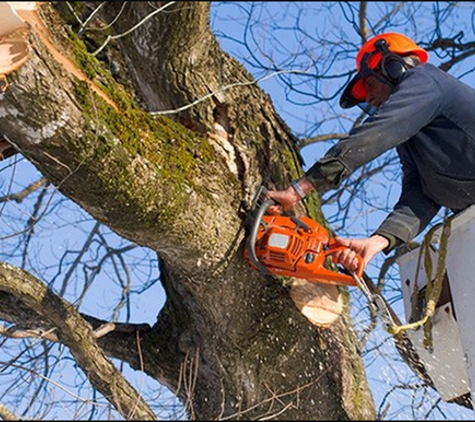 H & H Tree Services Inc - Lometa, TX