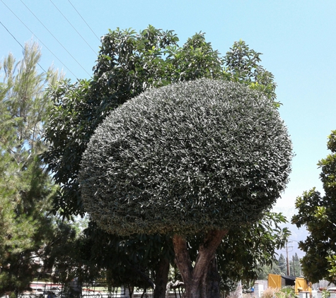 J.E.M Tree Service - Rancho Cucamonga, CA