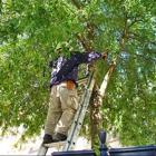 Hayward Best Tree Services