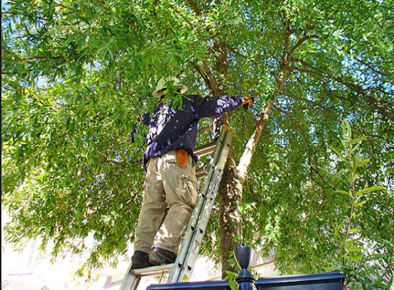 Hayward Best Tree Services - Hayward, CA