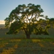 Cañada Tree Care