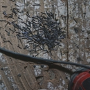 Absolute Exterminating Co Inc - Pest Control Equipment & Supplies