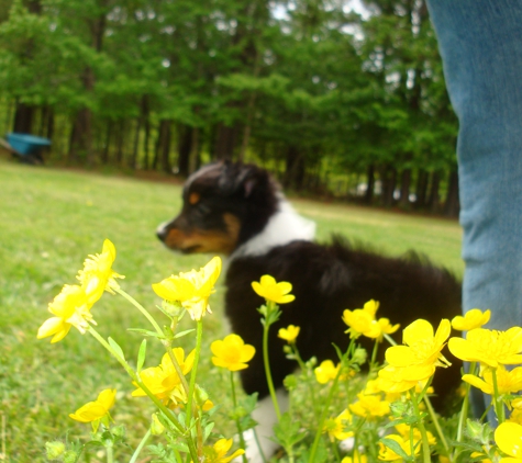 Lady & The Tramp's Grooming & Boarding - Bryant, AR