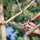 Power Tree Service & Landscaping - Tree Service