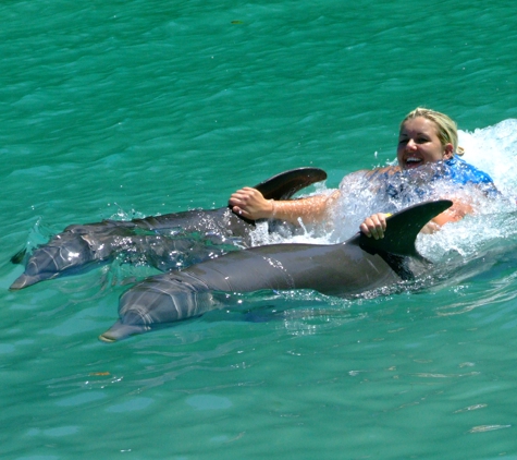 Dolphin World - Fort Lauderdale, FL