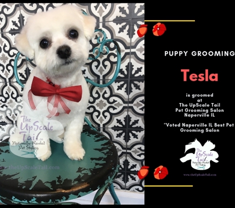 The Upscale Tail Pet Grooming Salon - Naperville, IL. Puppy Grooming