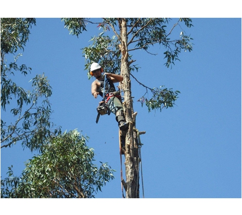 Wood FX - Slacks Creek, QLD. Tree Lopping 1