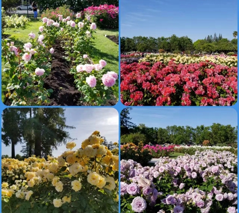 San Jose Heritage Rose Garden - San Jose, CA