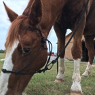 Three Oaks Equestrian Center