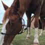 Three Oaks Equestrian Center