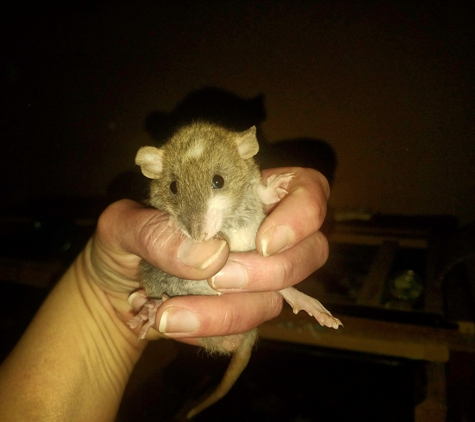 The Rat Room Rattery - Phoenix, AZ. My Teddy Rex Dumbo I got from here. ��������