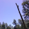 Arborist Standards Tree Care gallery