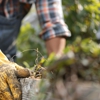 W&L Tree Services & Landscaping gallery