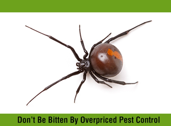 Affordable Pest Control - Nowra, NSW. Don’t Be Bitten By Overpriced Pest Control