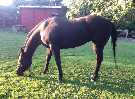 J's Eden Riding Stables - Port Orchard, WA